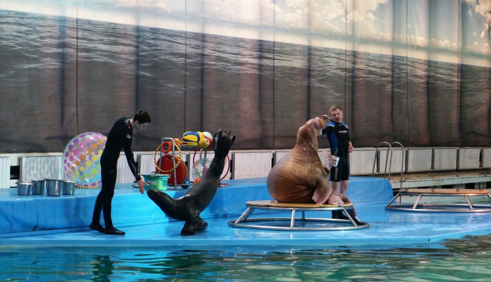 19.05.10_093_СПб_ Дельфинарий.JPG