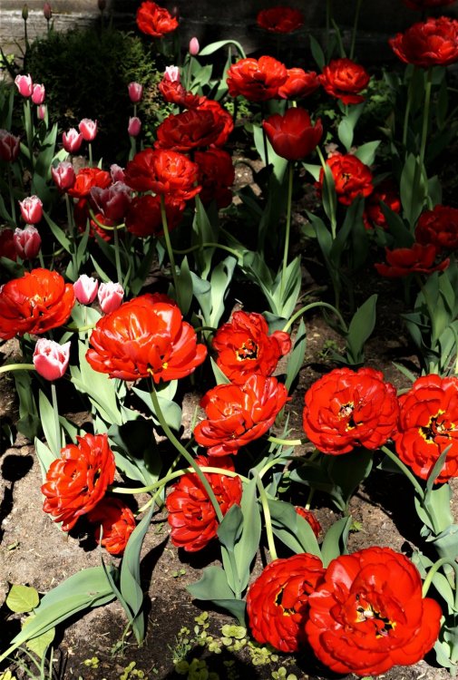 19.05.17_14_СПб_ Невская лавра.JPG