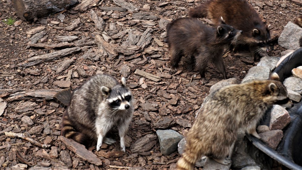 19.05.08_010_ Калининград_ зоопарк.JPG