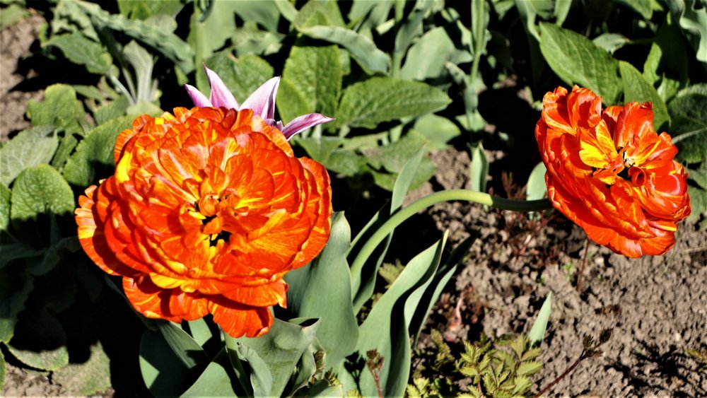 19.05.15_413_ Ораниенбаум.JPG