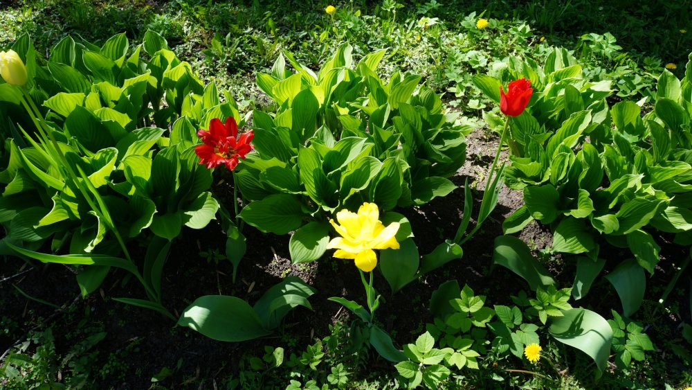 19.05.16_087_СПб_ Зоопарк.JPG