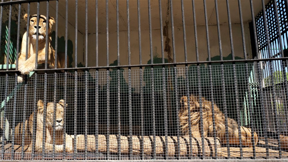 19.05.16_017_СПб_ Зоопарк.JPG