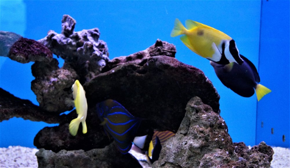 19.05.08_102_ Калининград_ Аквариум_музей Мирового океана.JPG