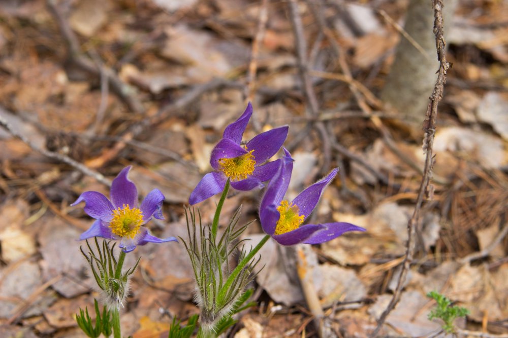IMG_6933-1 Марий Чодра Подснежники.jpg