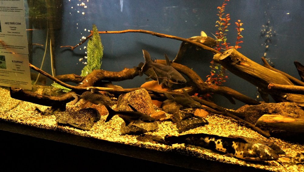 19.05.08_082_ Калининград_ зоопарк.JPG