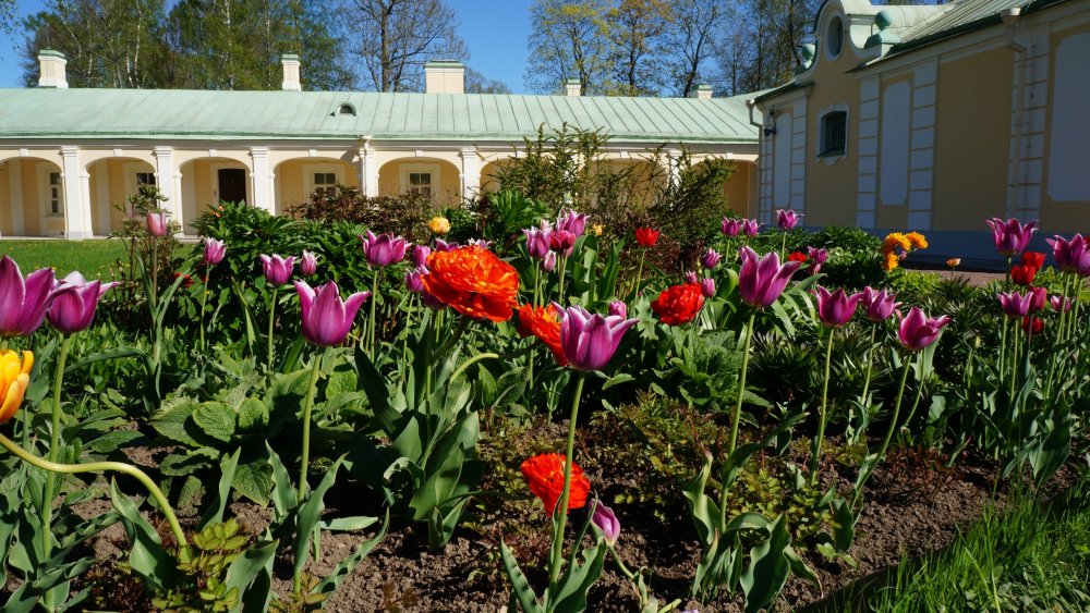 19.05.15_422_ Ораниенбаум.JPG