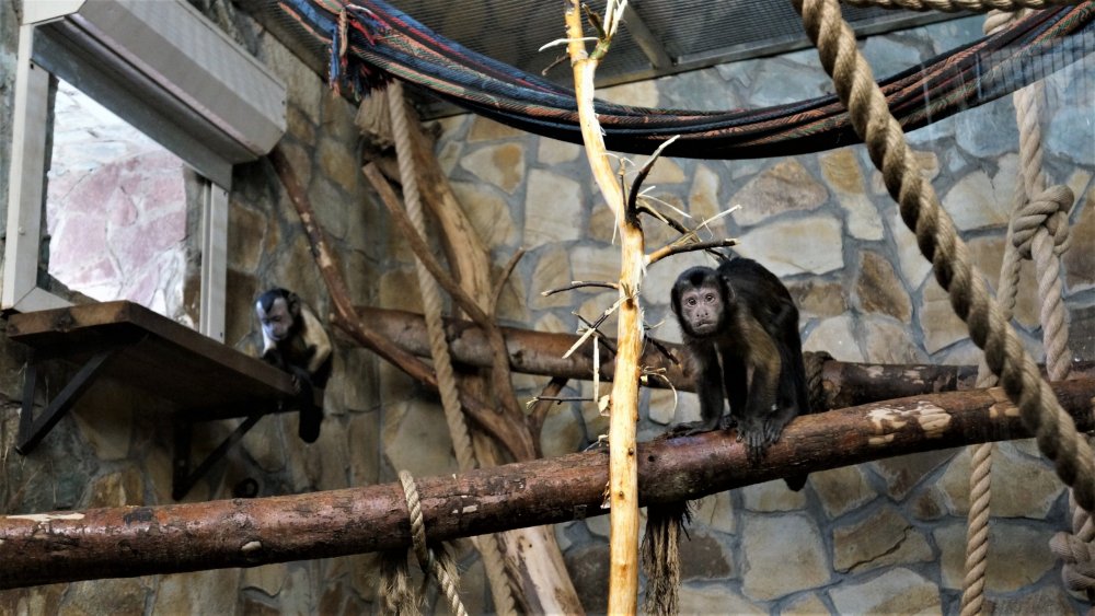 19.05.16_020_СПб_ Зоопарк.JPG