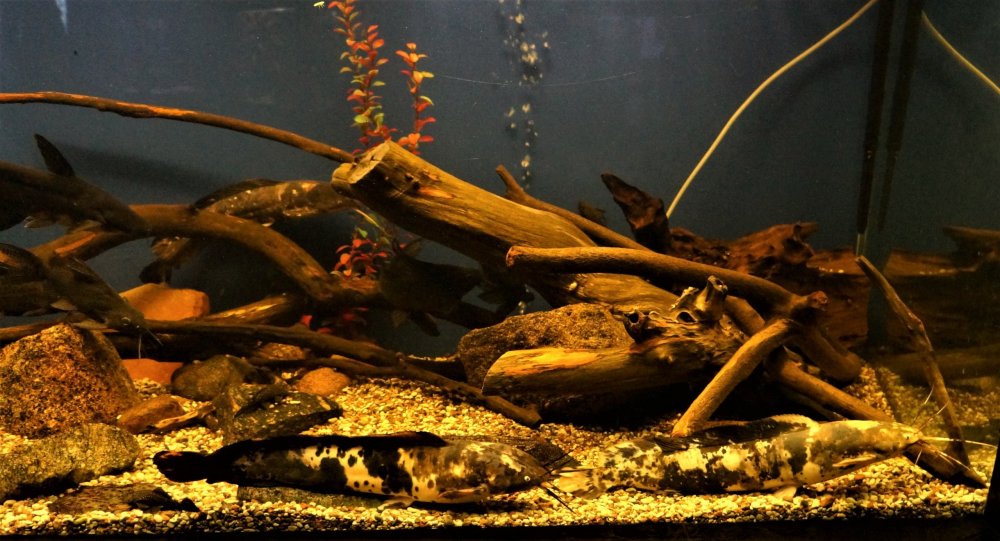 19.05.08_081_ Калининград_ зоопарк.JPG