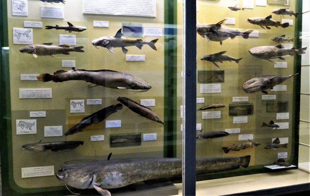 19.05.13_102_СПб_ Зоологический музей.JPG