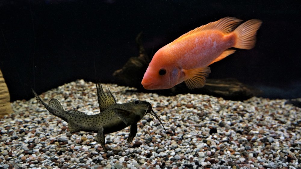 19.05.08_136_ Калининград_ Аквариум_музей Мирового океана.JPG