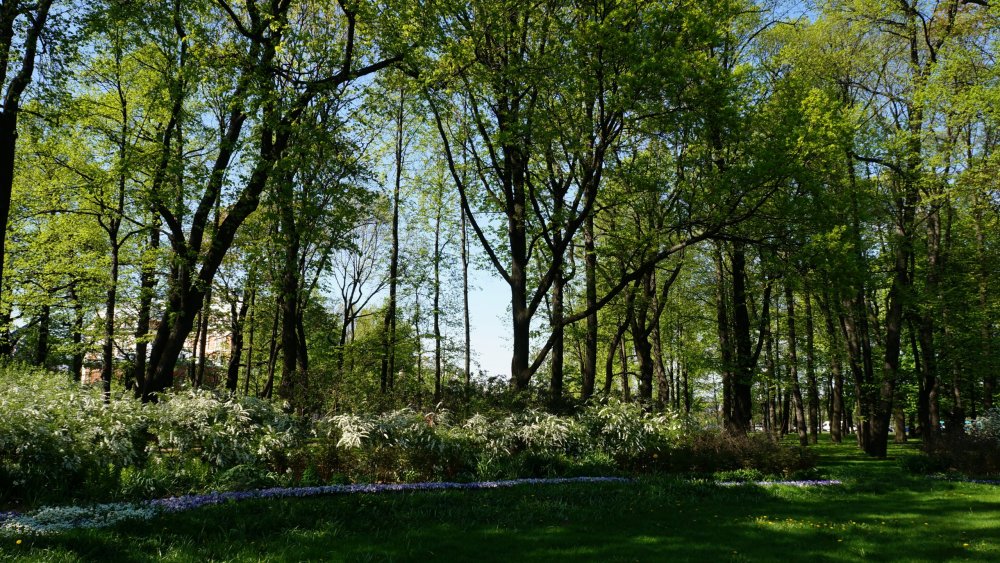 19.05.16_143_ СПб_ Михайловский сад.JPG