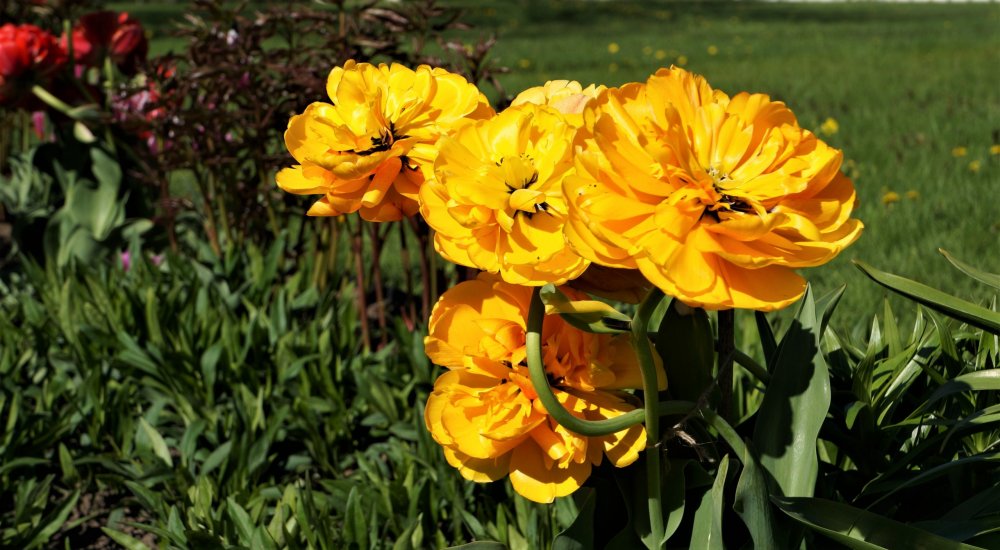 19.05.15_410_ Ораниенбаум.JPG