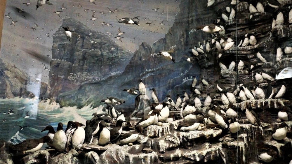 19.05.10_030_ СПб_ Музей Арктики и Антарктики.JPG