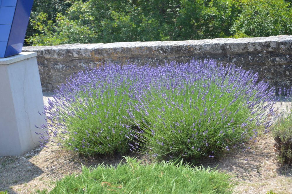 2 AS  2019г. часть 2 457.JPG