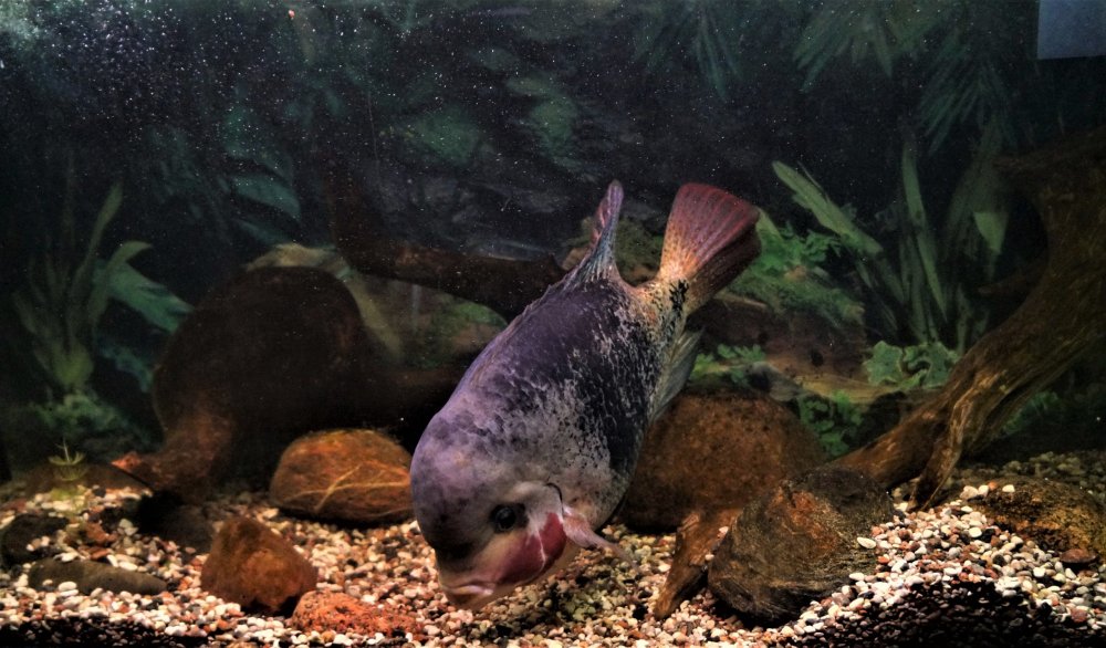 19.05.08_085_ Калининград_ зоопарк.JPG