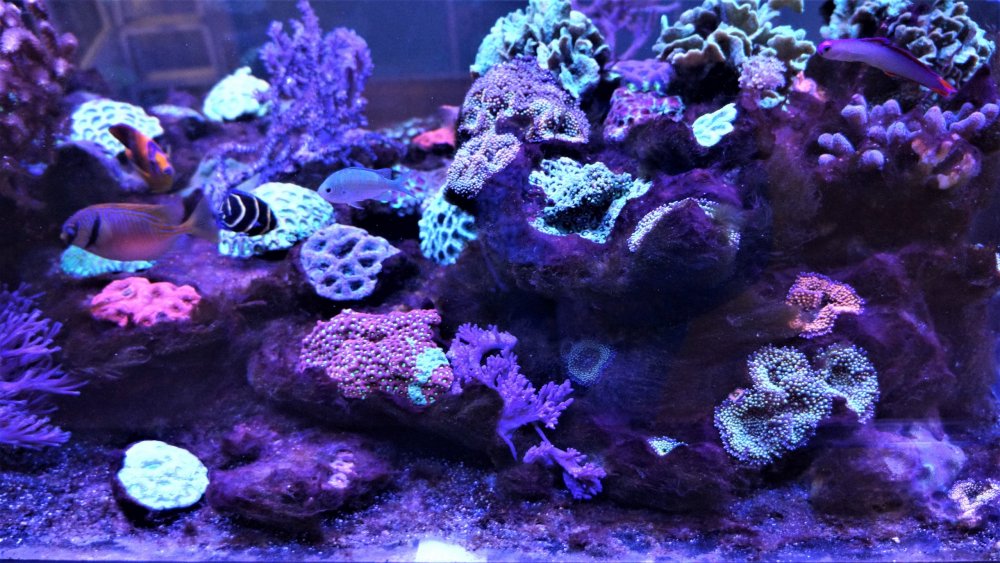 19.05.16_032_СПб_ Зоопарк.JPG