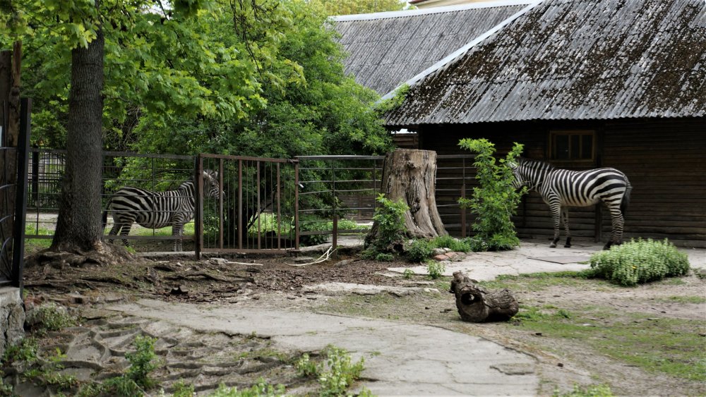 19.05.08_052_ Калининград_ зоопарк.JPG