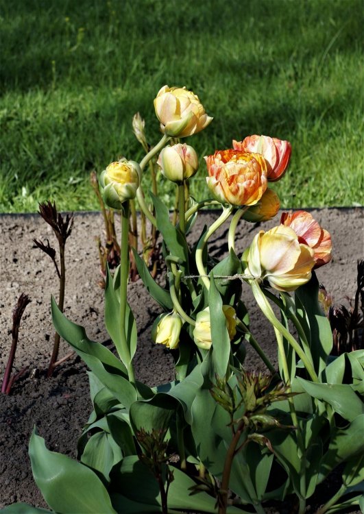 19.05.15_406_ Ораниенбаум.JPG