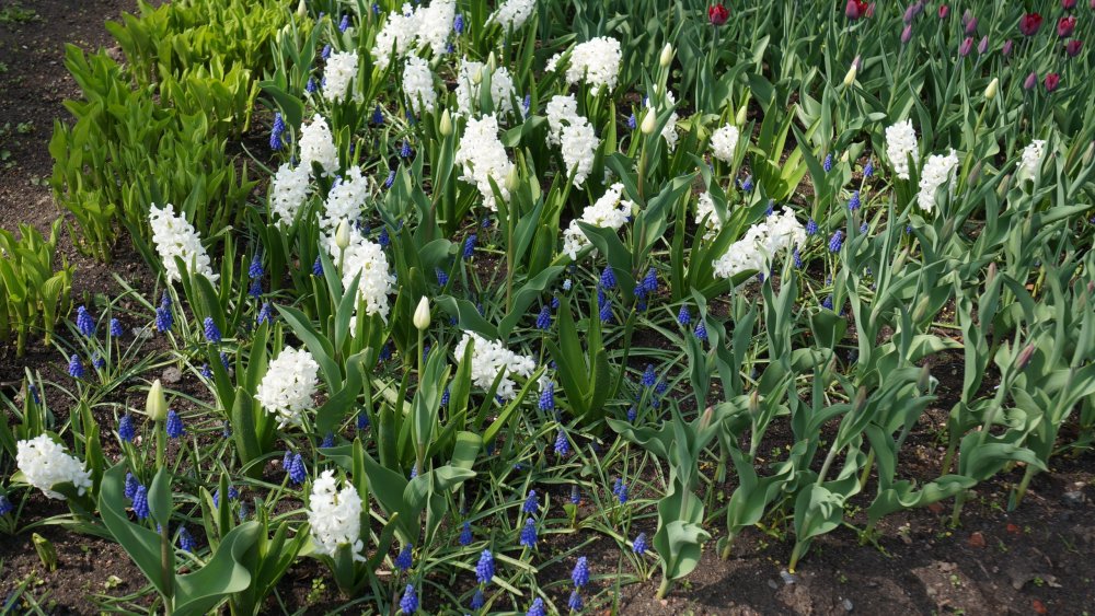 19.05.10_192_СПб_Елагин остров.JPG