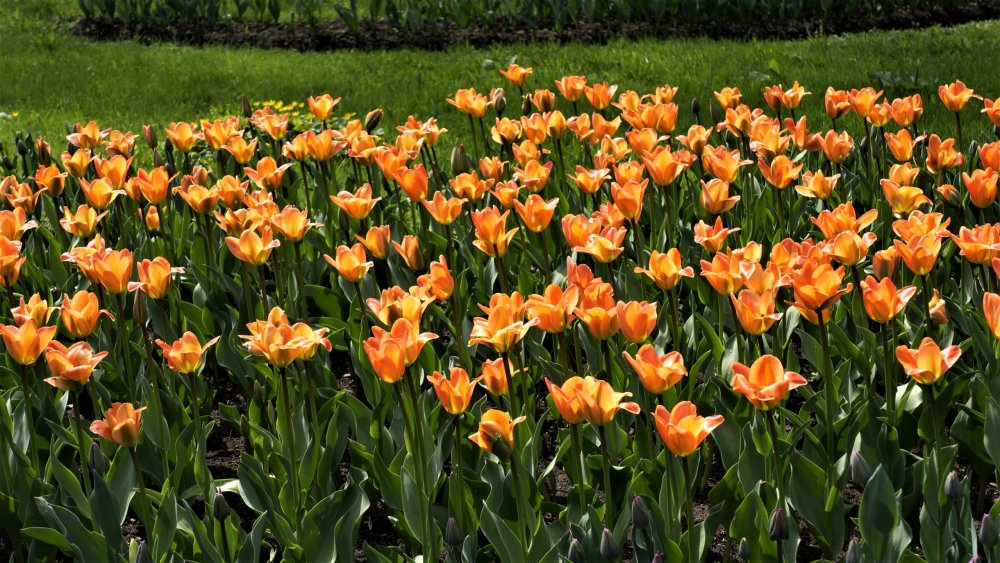 19.05.10_168_СПб_Елагин остров.JPG