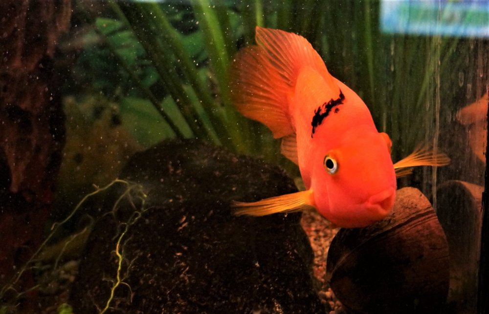 19.05.08_086_ Калининград_ зоопарк.JPG