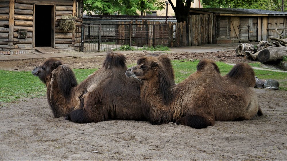 19.05.08_065_ Калининград_ зоопарк.JPG