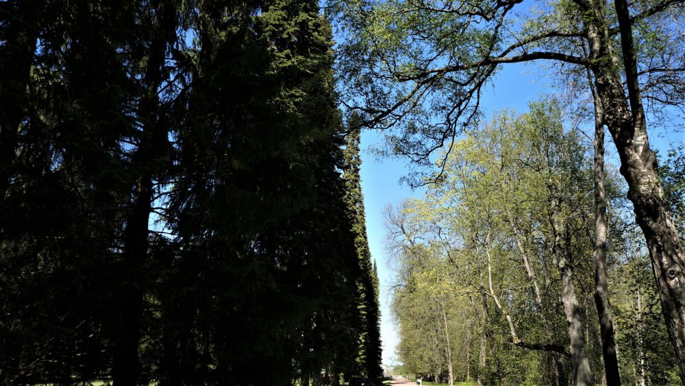 19.05.15_242_ Ораниенбаум.JPG