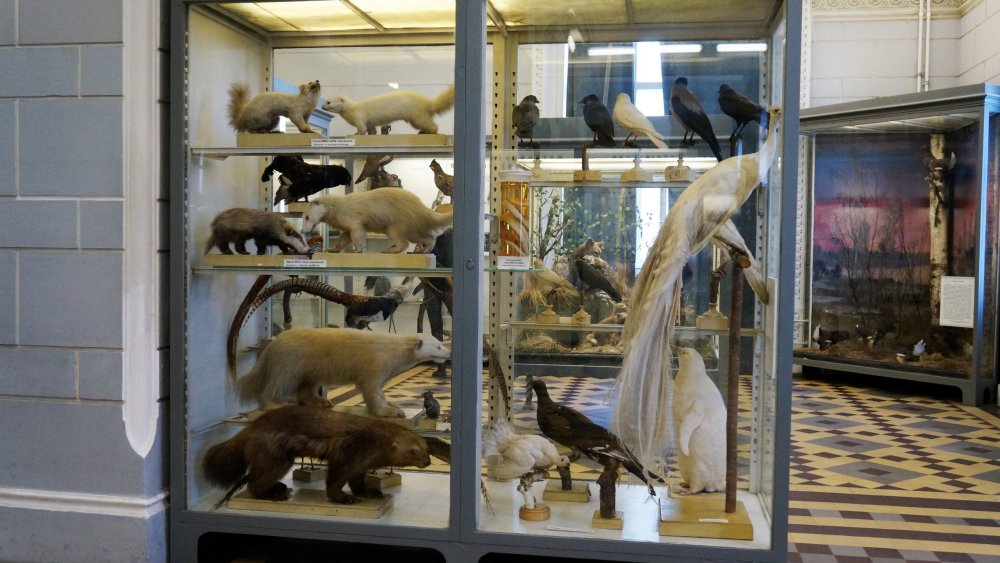 19.05.13_092_СПб_ Зоологический музей.JPG