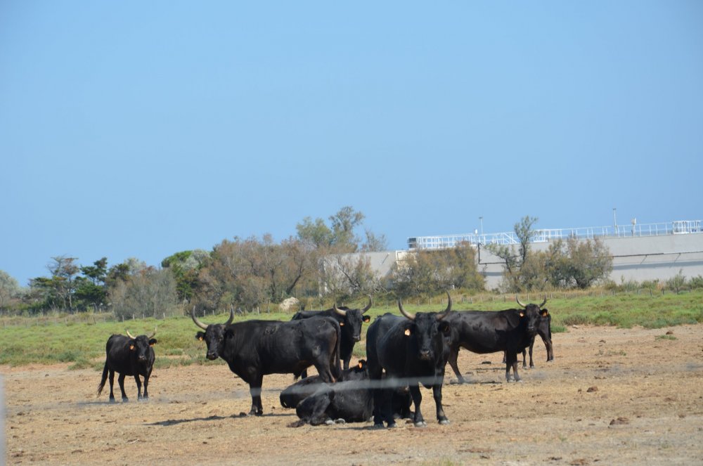 2AS  2019 г. часть 3 468.JPG