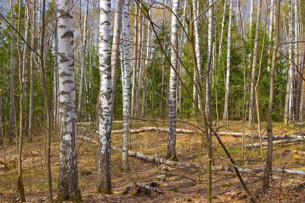 Img_6964-1 Марий Чодра.jpg