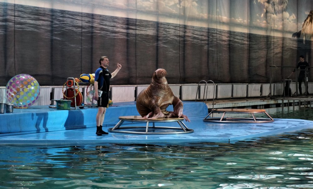 19.05.10_086_СПб_ Дельфинарий.JPG