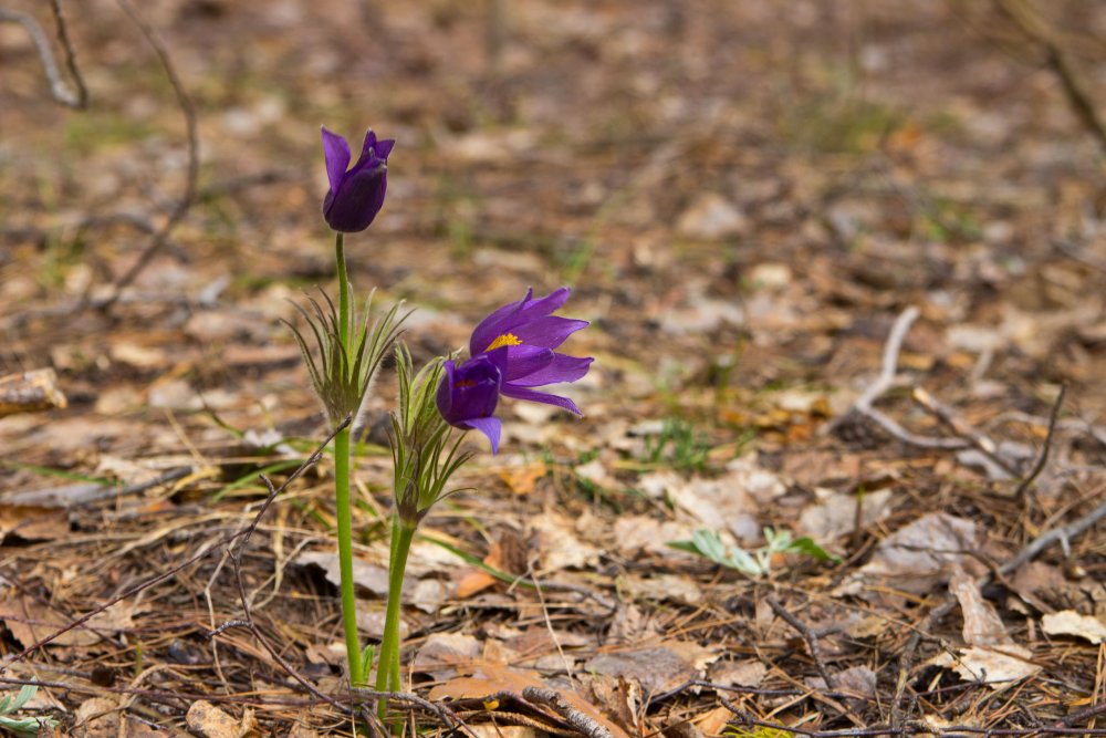 IMG_6929-1 Марий Чодра Подснежники.jpg