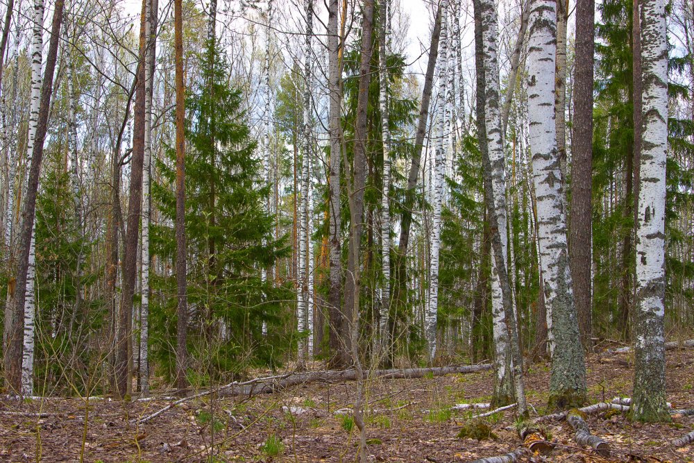 IMG_6968-1 Марий Чодра.jpg