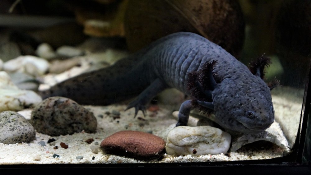 19.05.08_100_ Калининград_ Аквариум_музей Мирового океана.JPG