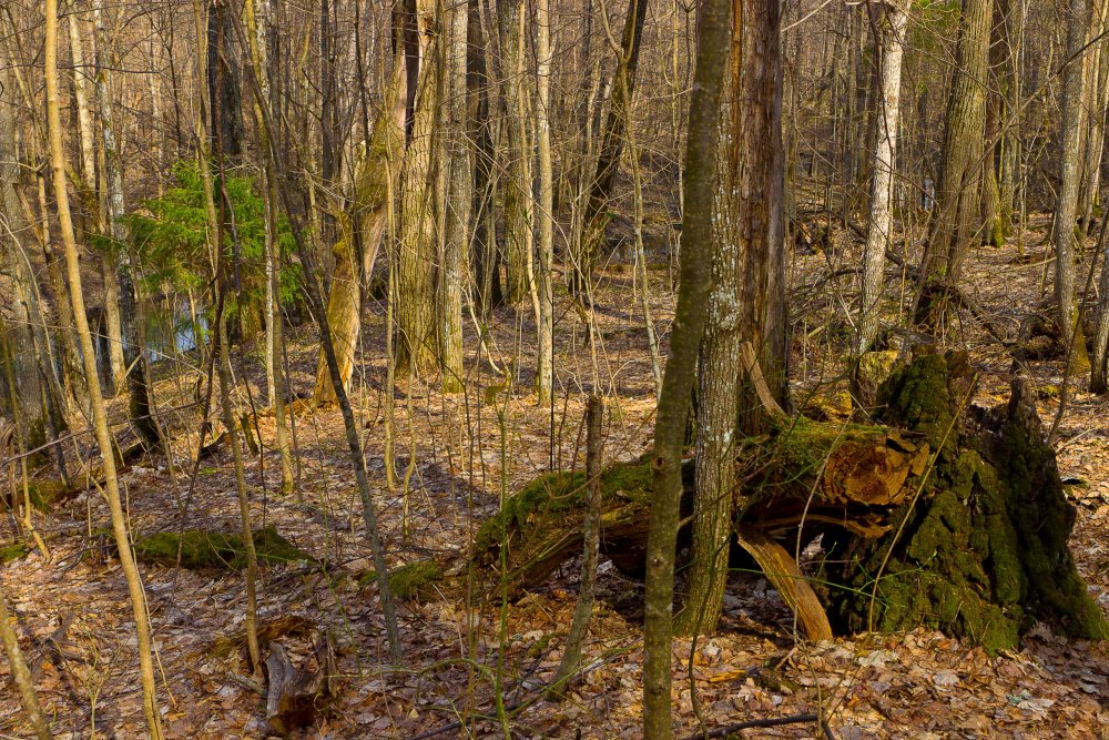 Img_7000-1 Марий Чодра.jpg