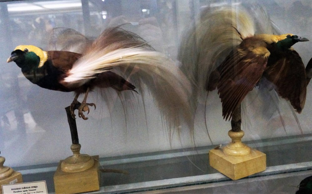 19.05.13_163_СПб_ Зоологический музей.JPG