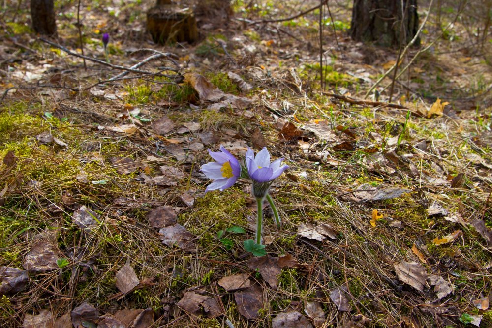 IMG_7040 Марий Чодра Подснежники.jpg