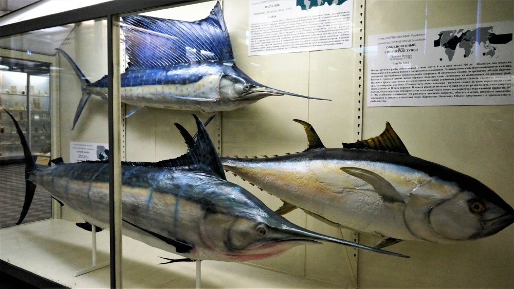 19.05.13_105_СПб_ Зоологический музей.JPG