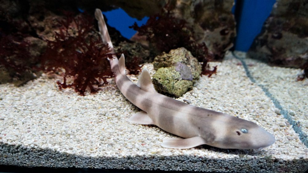 19.05.08_123_ Калининград_ Аквариум_музей Мирового океана.JPG