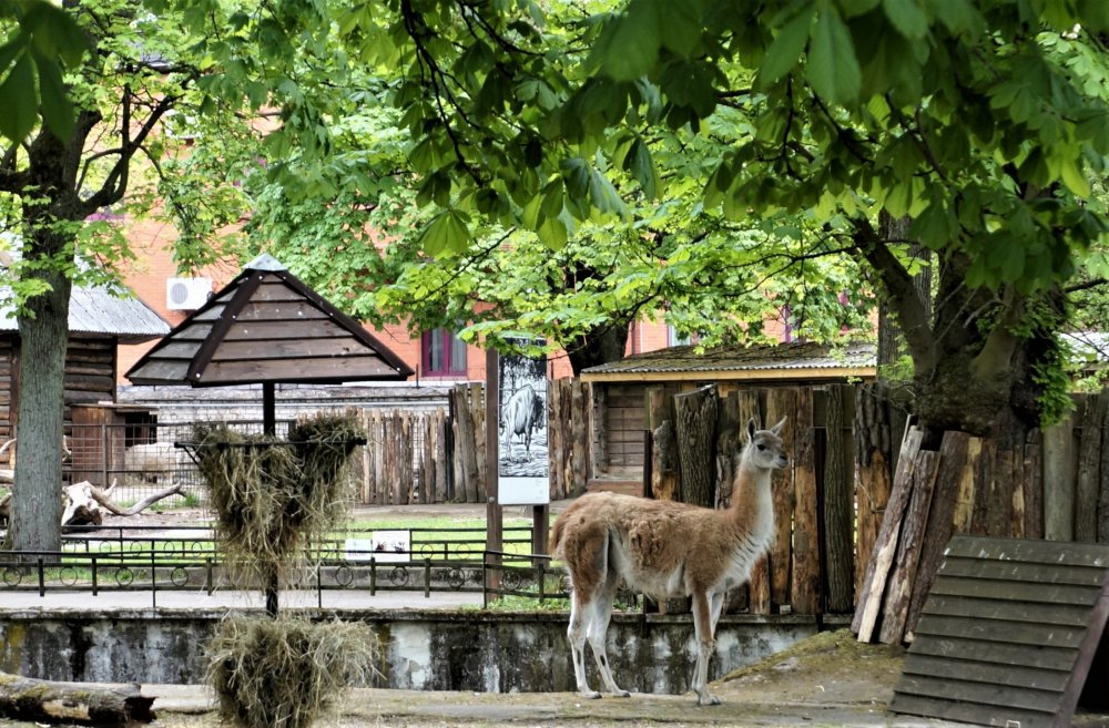 19.05.08_060_ Калининград_ зоопарк.JPG