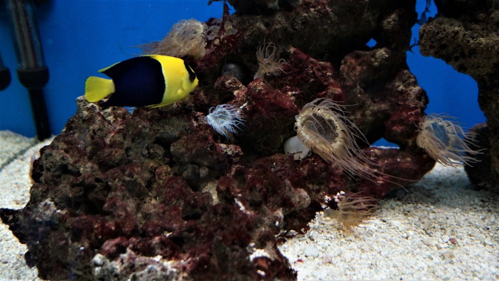 19.05.08_125_ Калининград_ Аквариум_музей Мирового океана.JPG