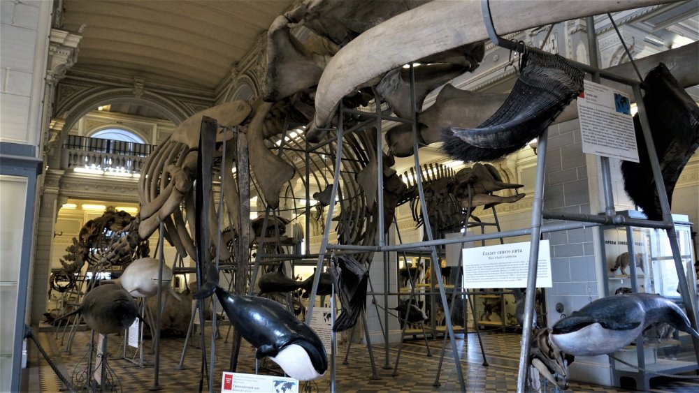 19.05.13_059_СПб_ Зоологический музей.JPG