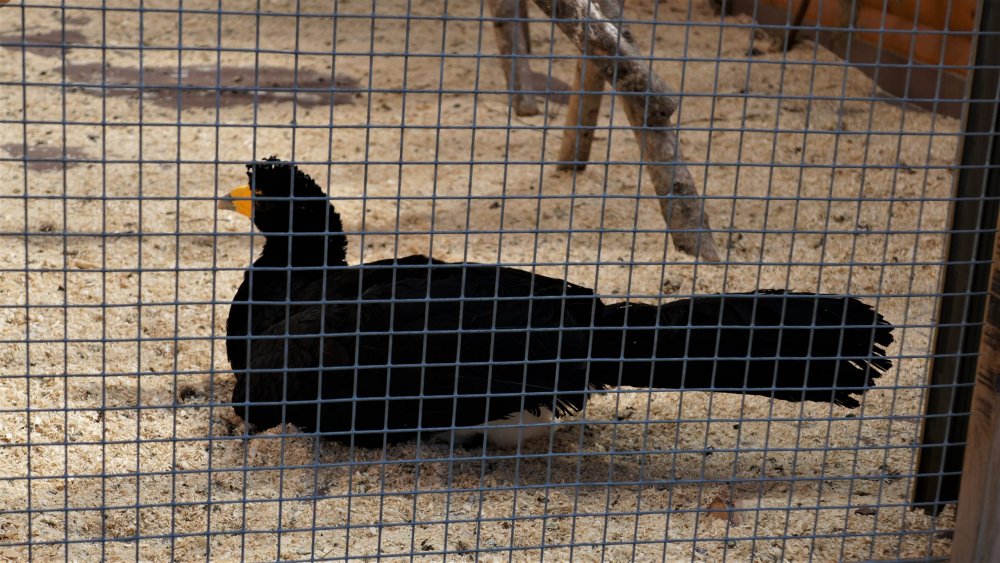 19.05.16_073_СПб_ Зоопарк.JPG