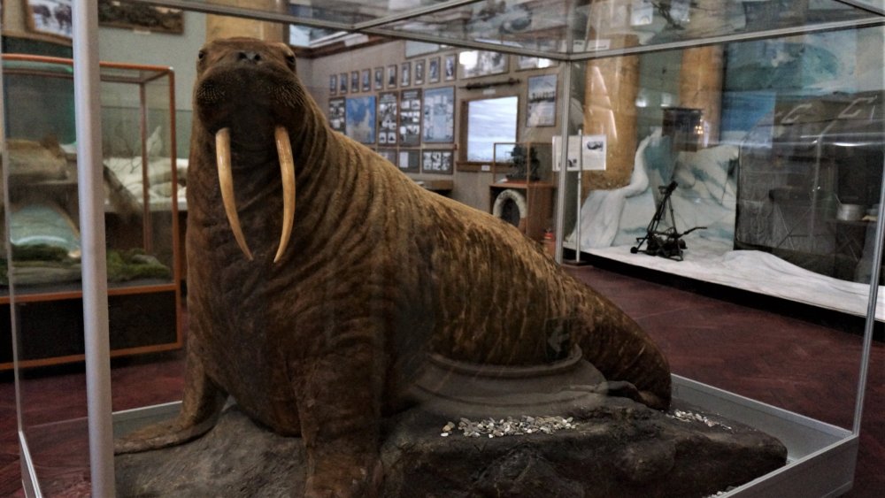 19.05.10_019_ СПб_ Музей Арктики и Антарктики.JPG