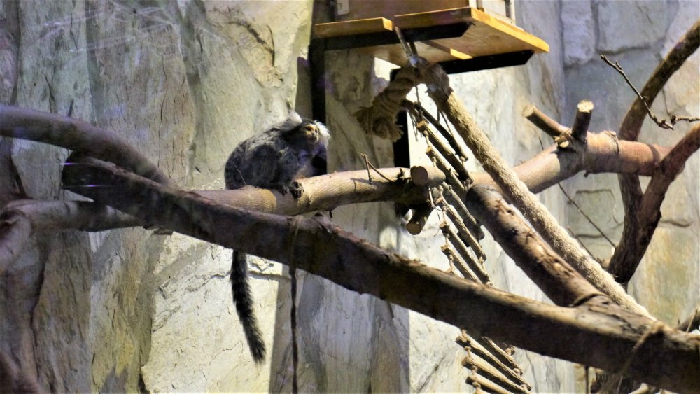 19.05.16_080_СПб_ Зоопарк.JPG