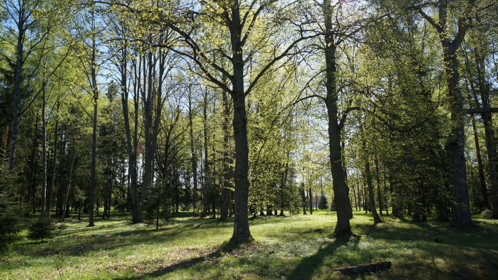 19.05.15_386_ Ораниенбаум.JPG