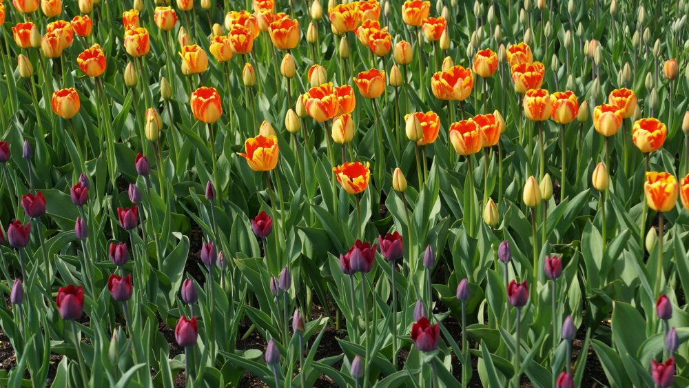 19.05.10_193_СПб_Елагин остров.JPG