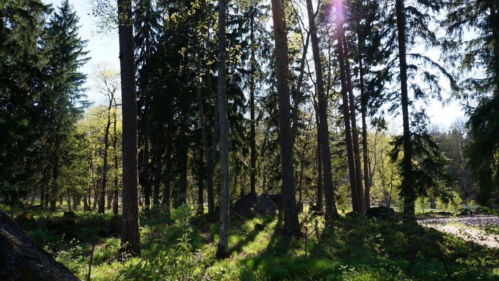 19.05.14_356_Выборг_парк Монрепо.JPG