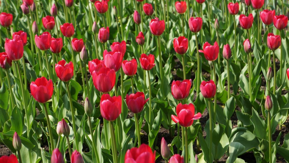 19.05.10_198_СПб_Елагин остров.JPG