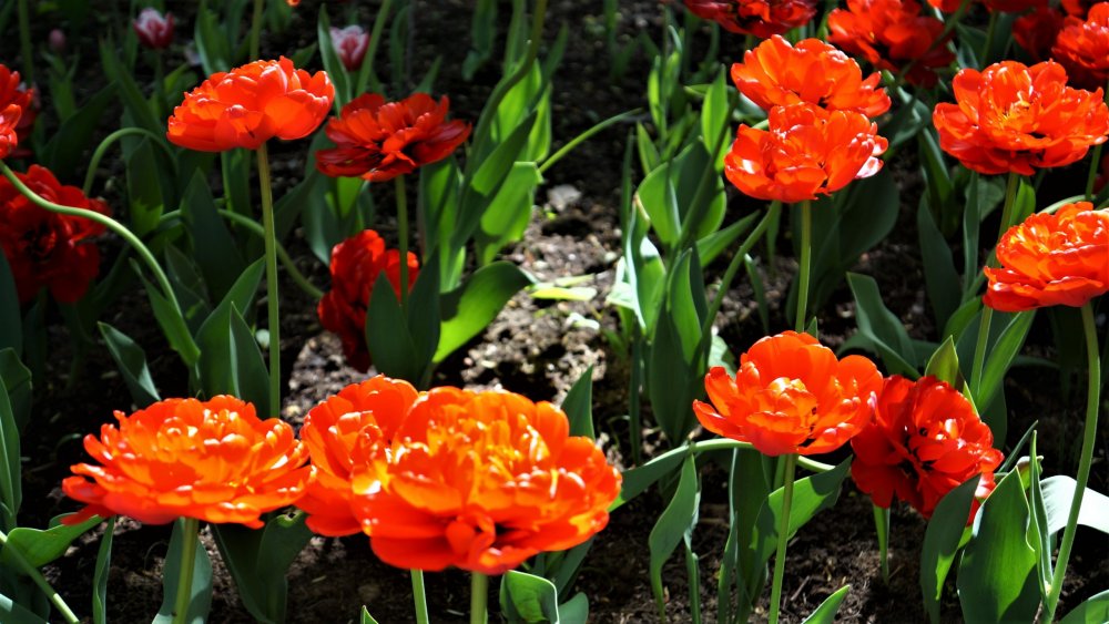 19.05.17_26_СПб_ Невская лавра.JPG